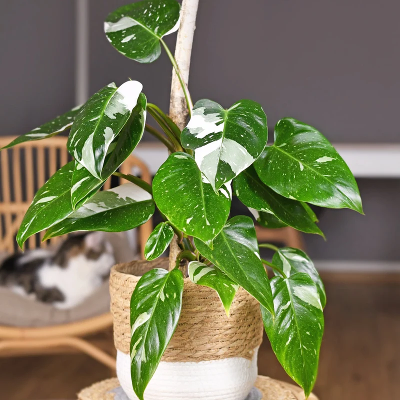 Philodendron 'White Princess'
