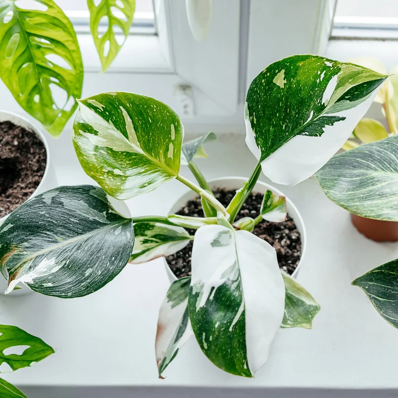 Philodendron 'White Princess'