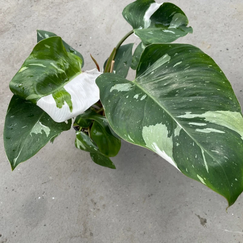 Philodendron 'White Princess'