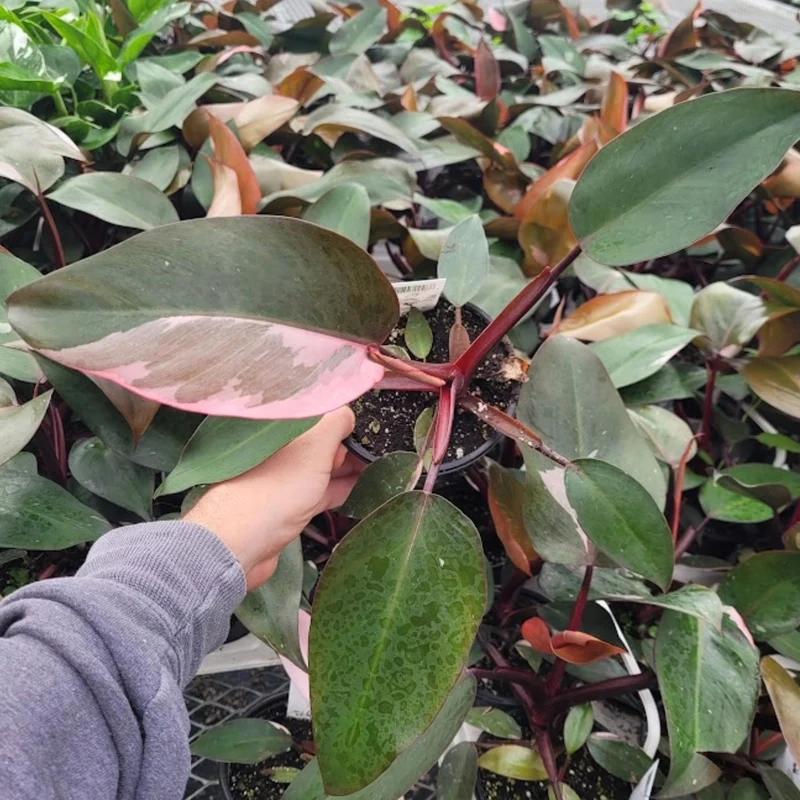 Philodendron 'Pink Princess'