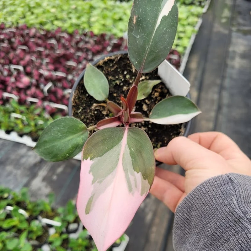 Philodendron 'Pink Princess'