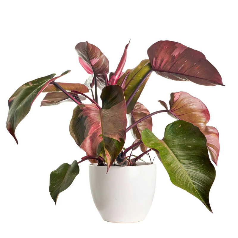 Philodendron 'Pink Princess'
