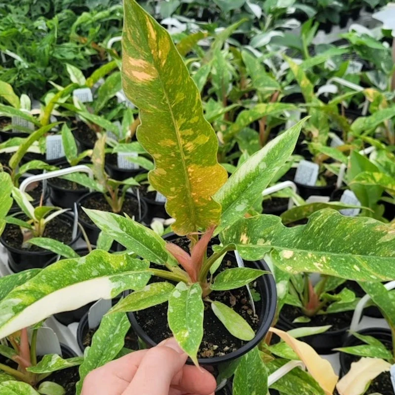 Philodendron 'Ring of Fire'