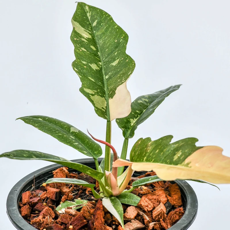 Philodendron 'Ring of Fire'