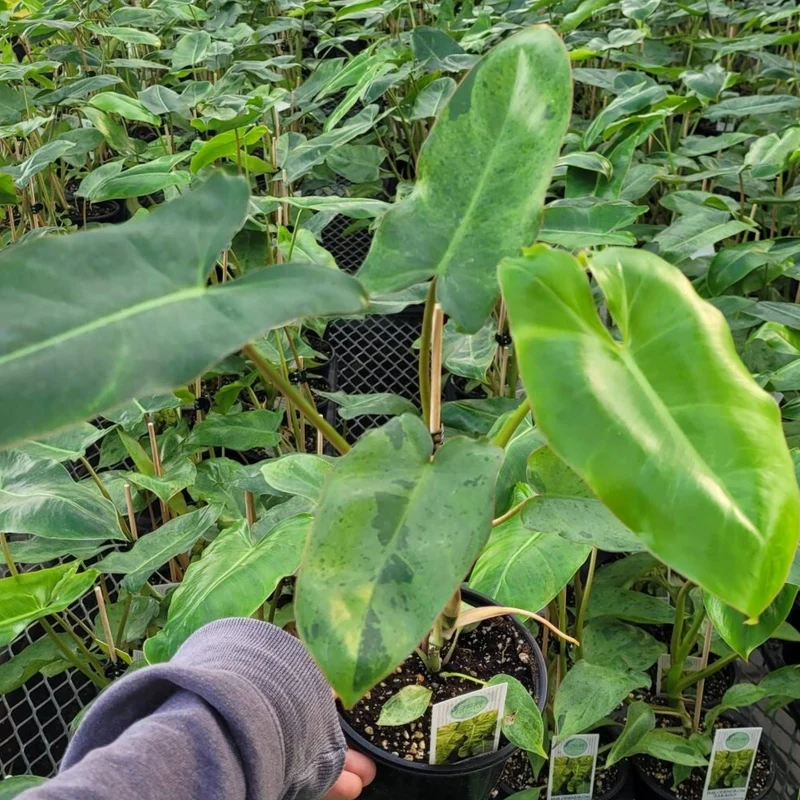 Philodendron 'Paraiso Verde'