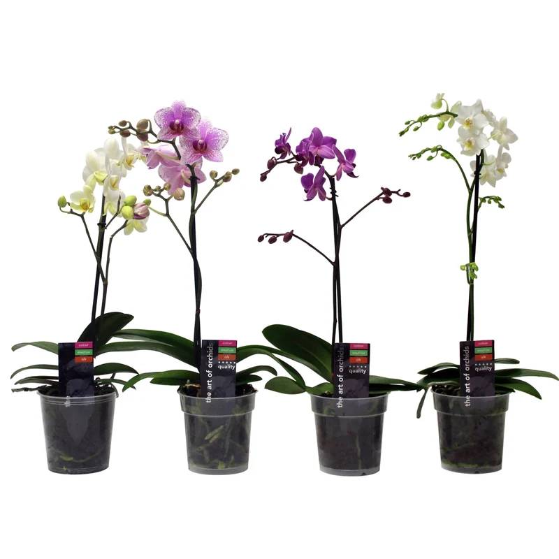 Orchidée papillon Multiflora, Orchidée Mulfiflora