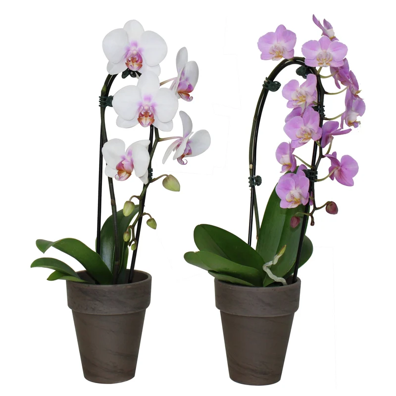 Orchidée papillon 'Cascade', Orchidée Cascade