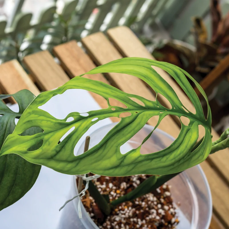 Monstera 'Esqueleto'