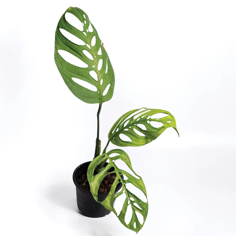 Monstera 'Esqueleto'