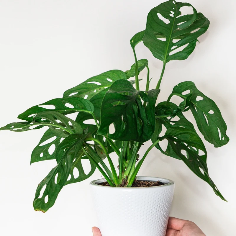 Monstera Swiss Cheese