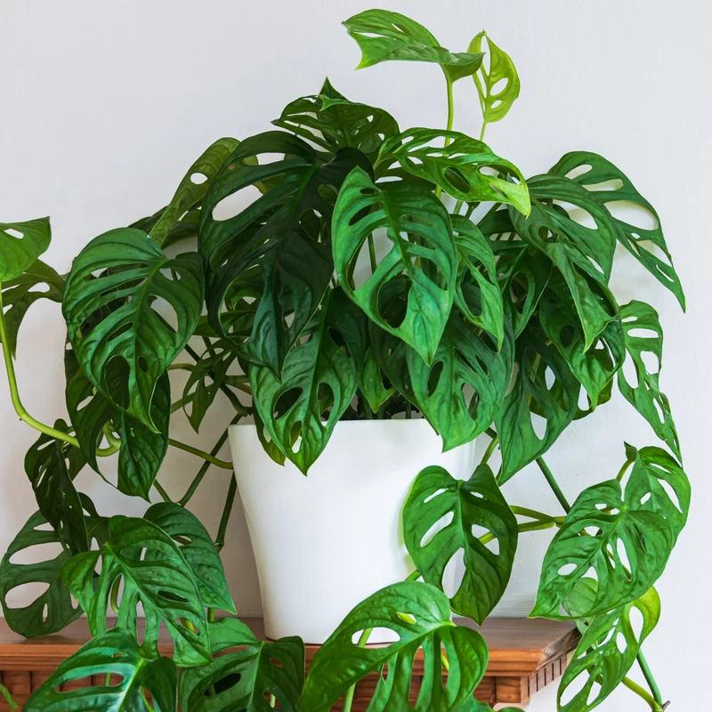Monstera Swiss Cheese