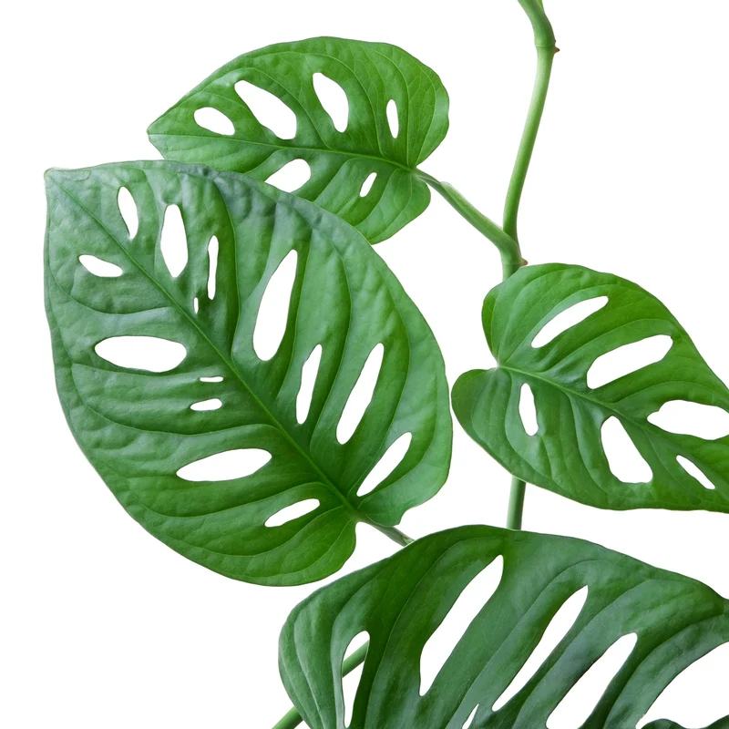 Monstera Swiss Cheese