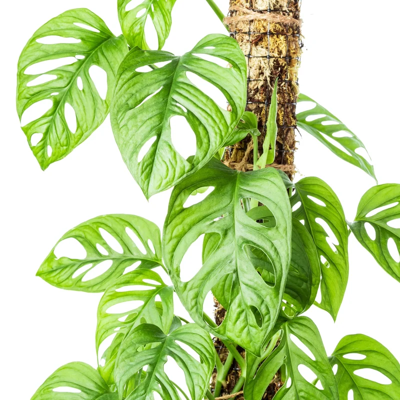 Monstera Swiss Cheese