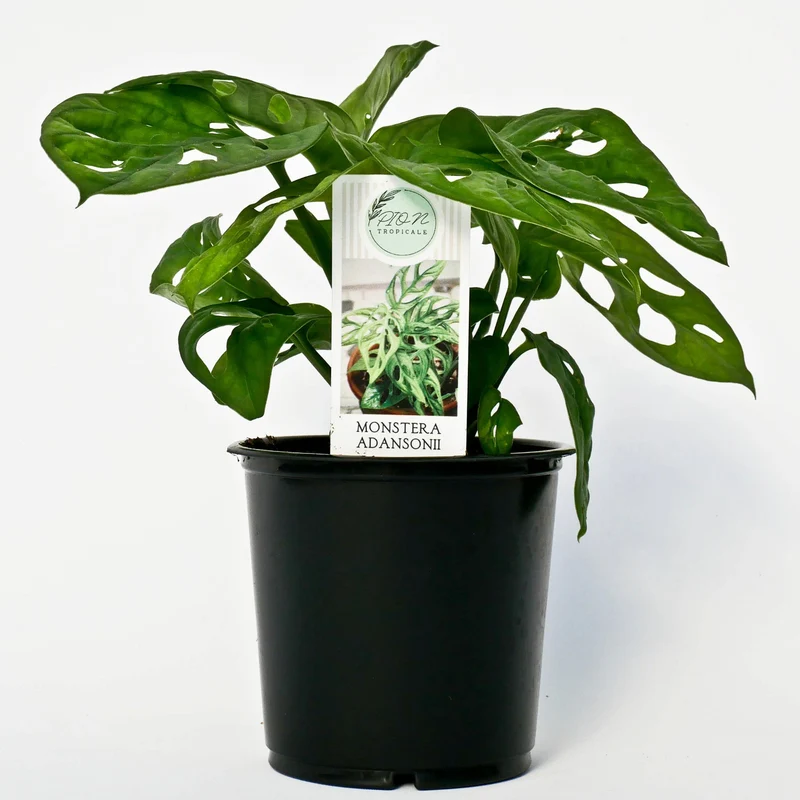 Monstera Swiss Cheese