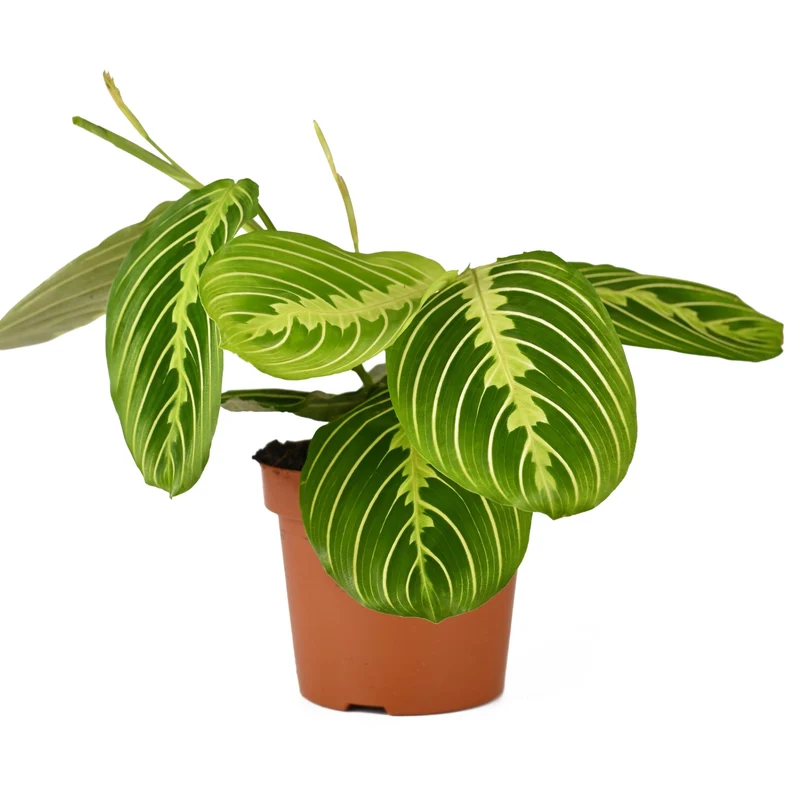 Maranta 'Lemon Lime'