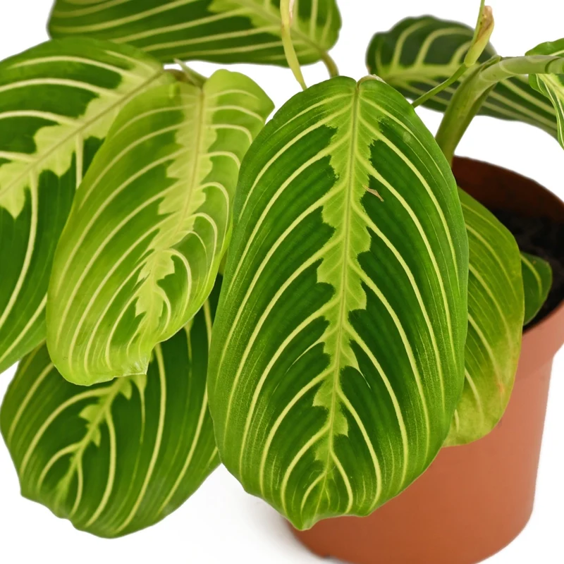 Maranta 'Lemon Lime'