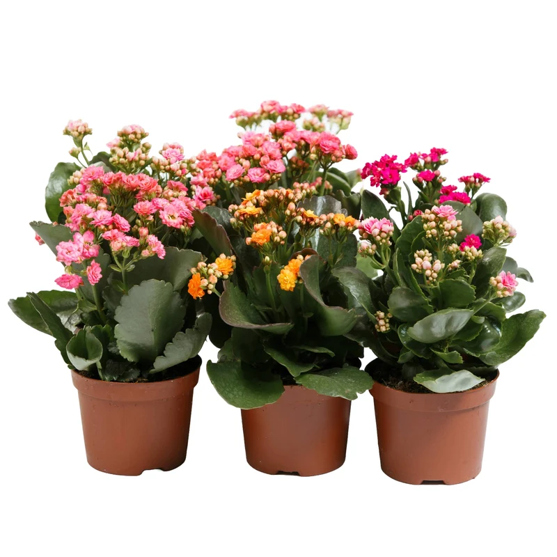 Assortiment de Calandiva