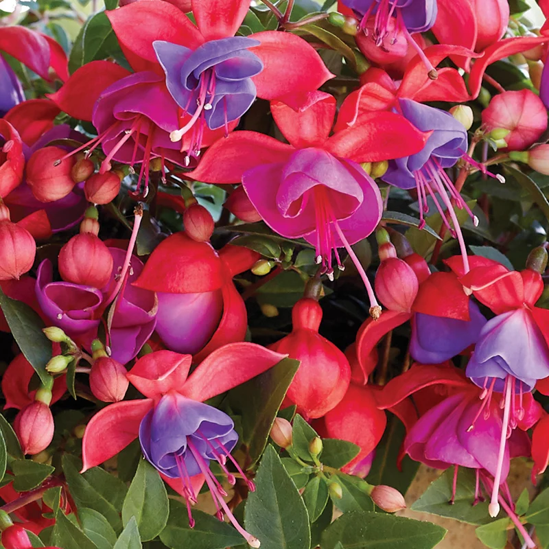 Fuchsia BELLA® Maria