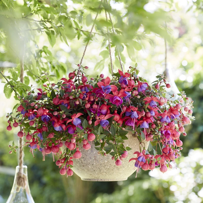 Fuchsia BELLA® Maria