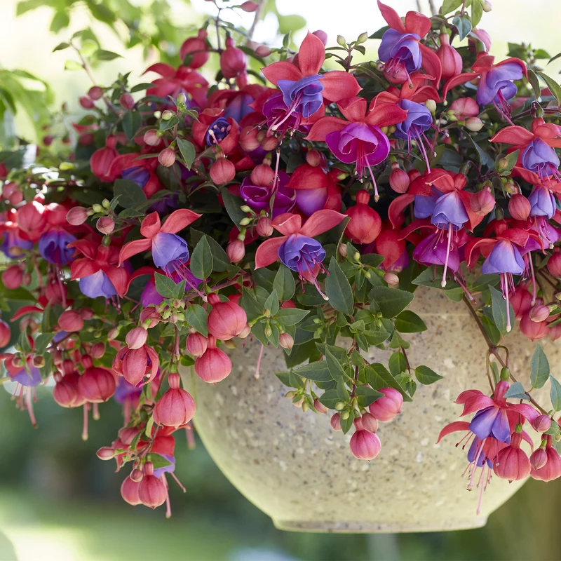 Fuchsia BELLA® Maria