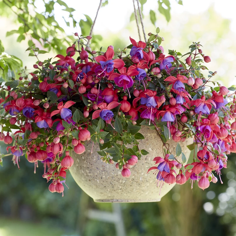 Fuchsia BELLA® Maria
