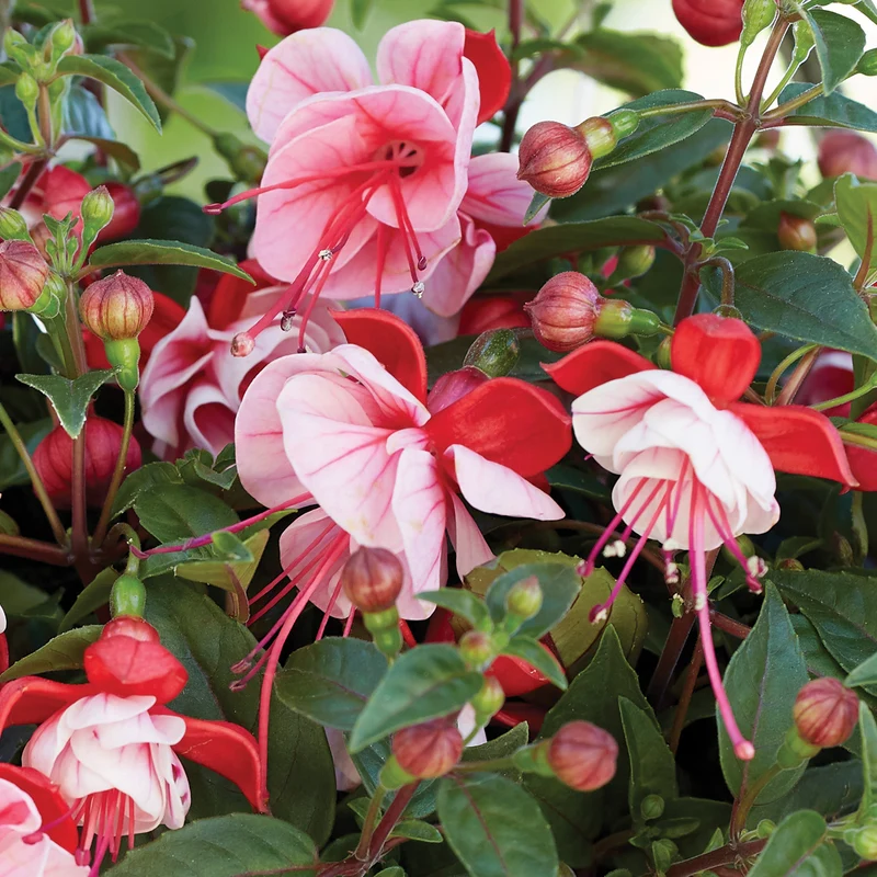 Fuchsia BELLA® Laura