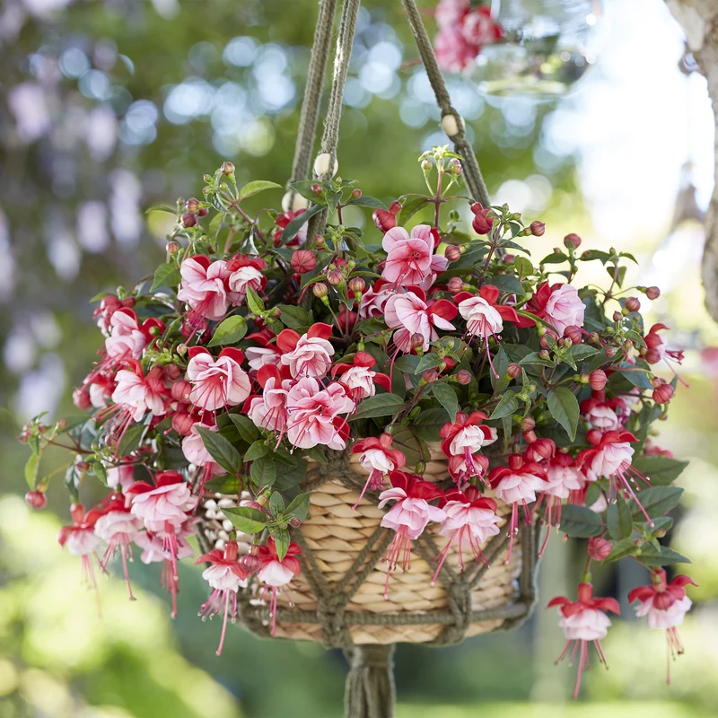 Fuchsia BELLA® Laura