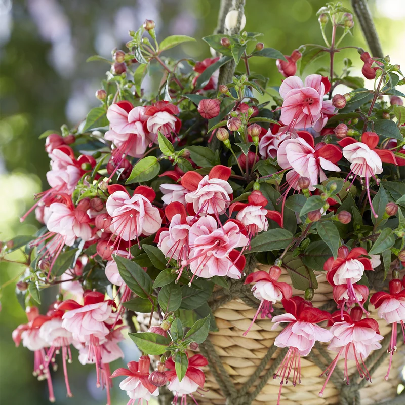 Fuchsia BELLA® Laura