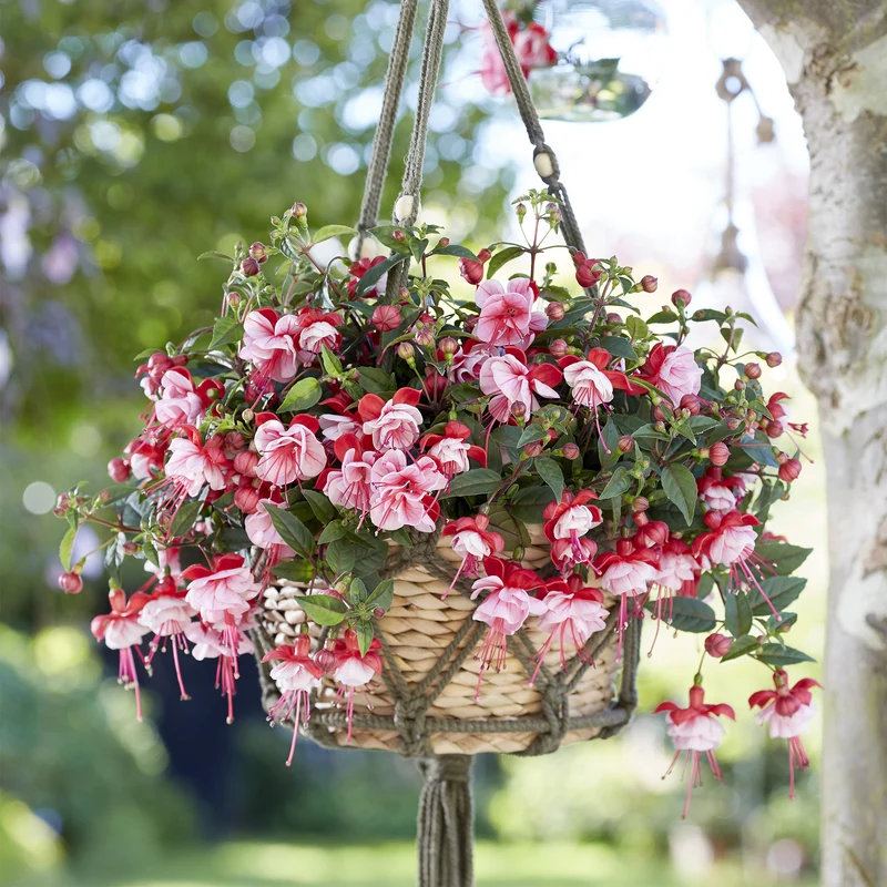 Fuchsia BELLA® Laura