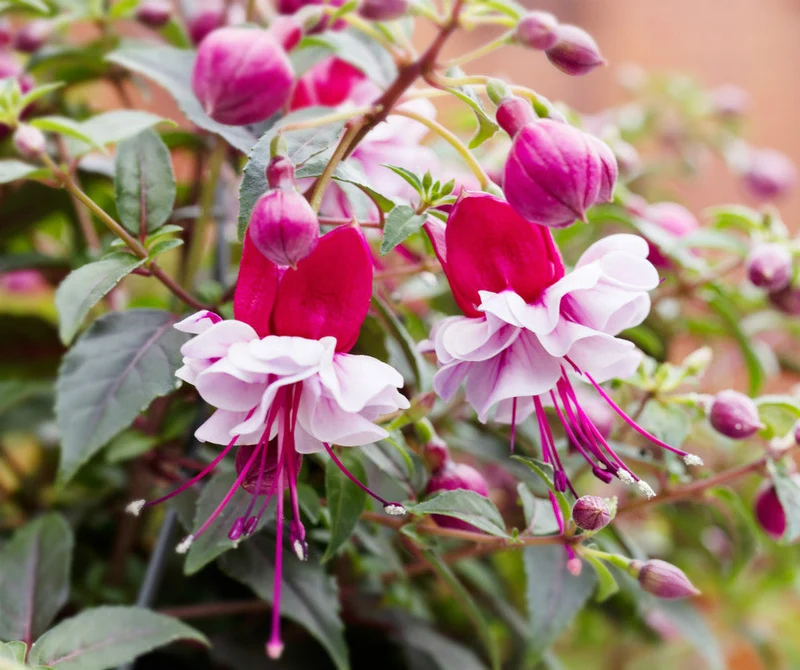 Fuchsia BELLA® Julia