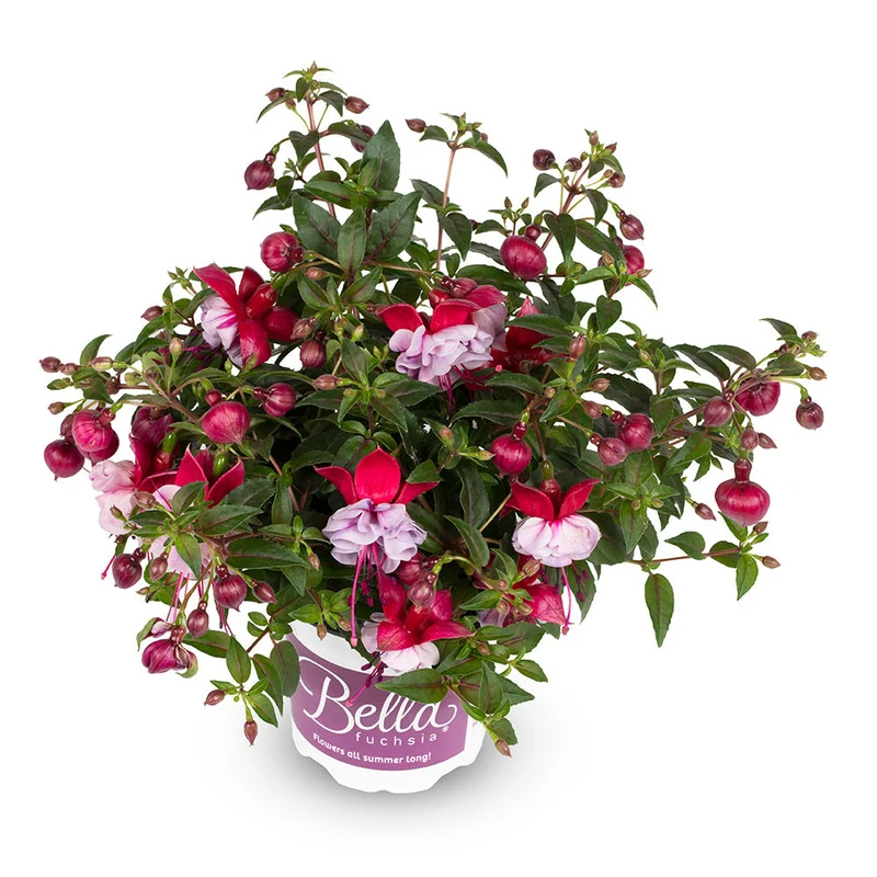 Fuchsia BELLA® Julia