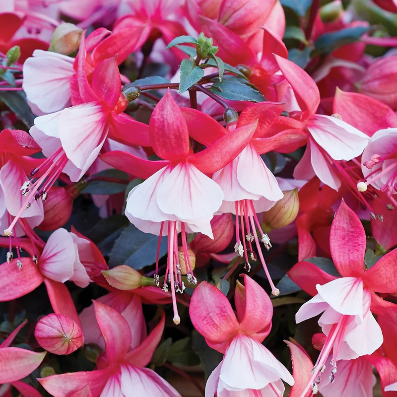Fuchsia BELLA® Hilda