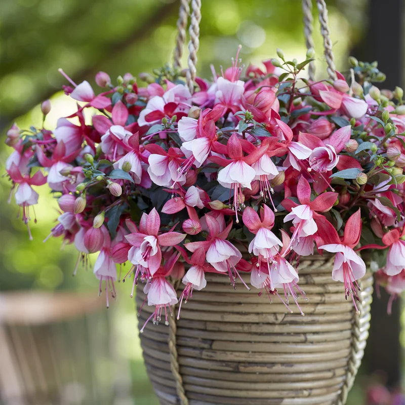Fuchsia BELLA® Hilda
