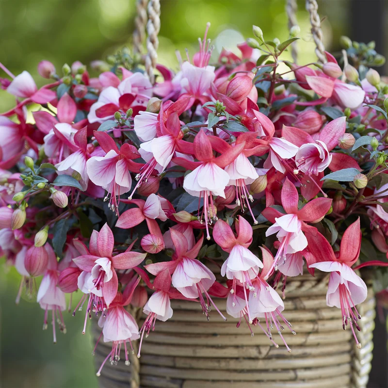 Fuchsia BELLA® Hilda