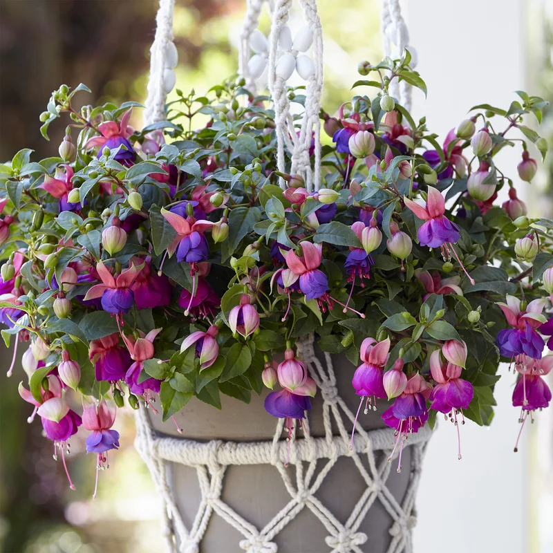 Fuchsia BELLA® Faya