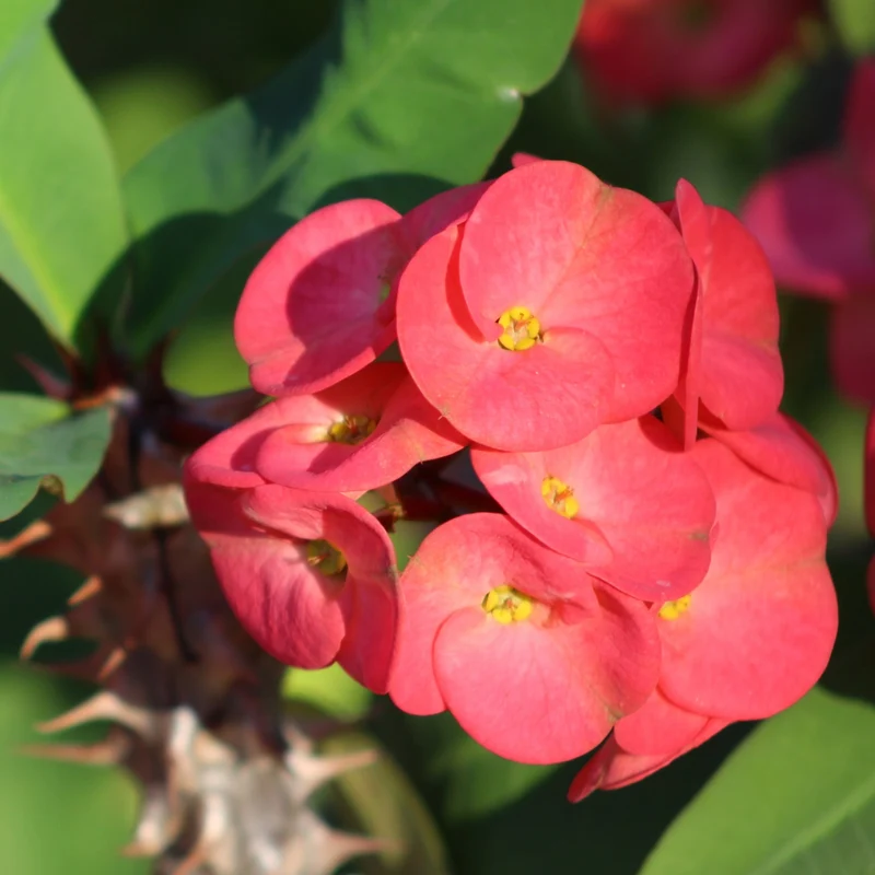 Couronne d'Épines 'Pink Cadillac'