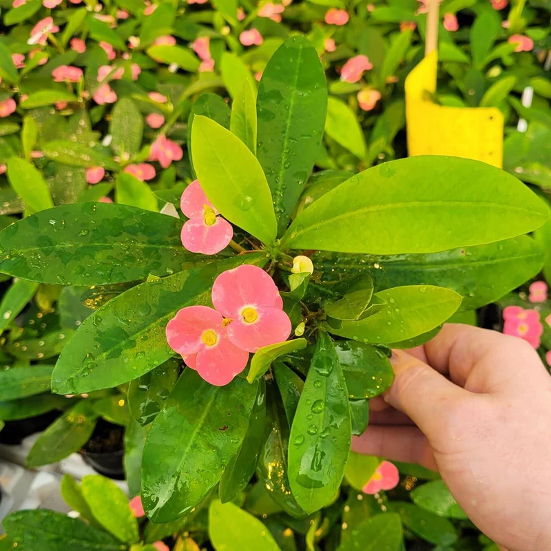 Couronne d'Épines 'Pink Cadillac'