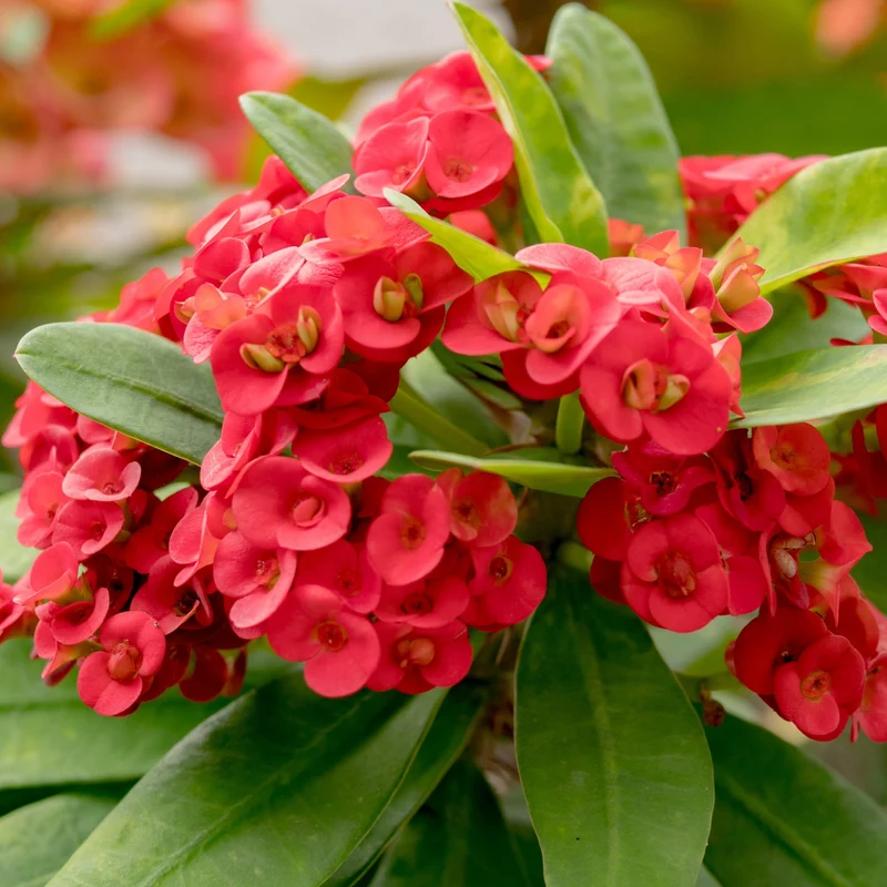Couronne d'Épines 'Karola'