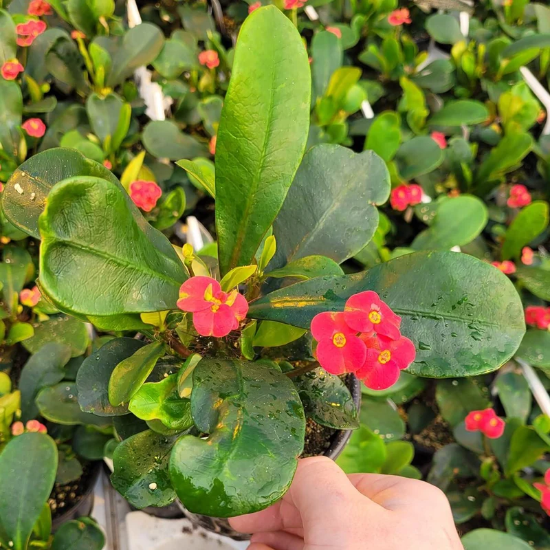 Couronne d'Épines 'Karola'