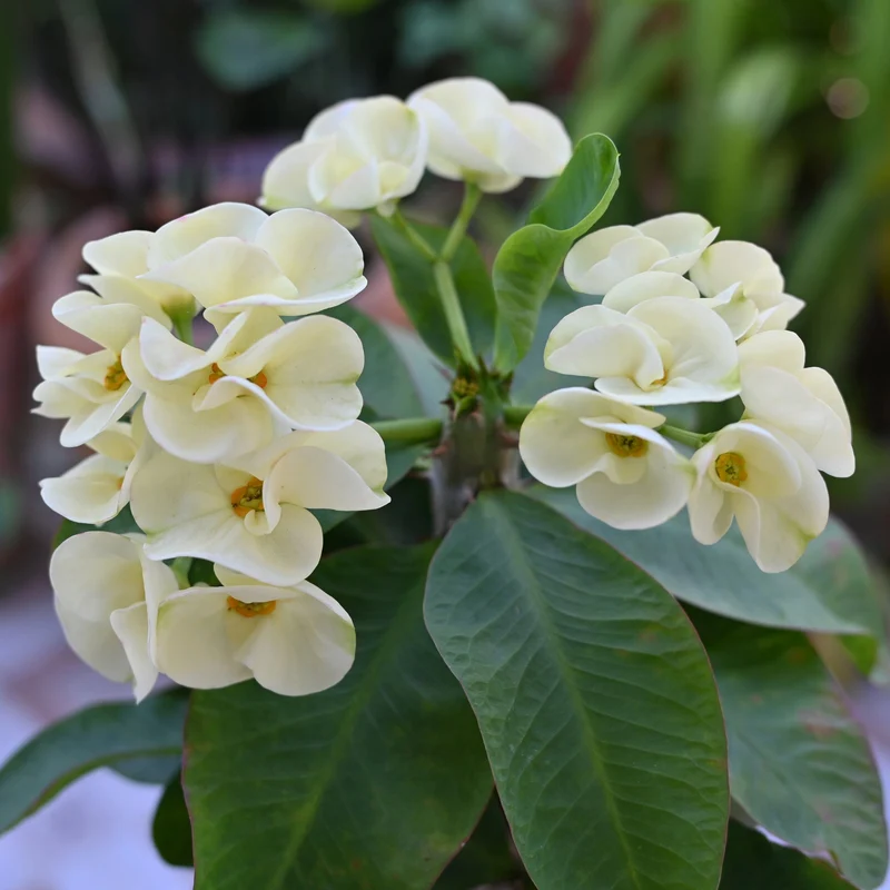 Couronne d'Épines 'Helena'