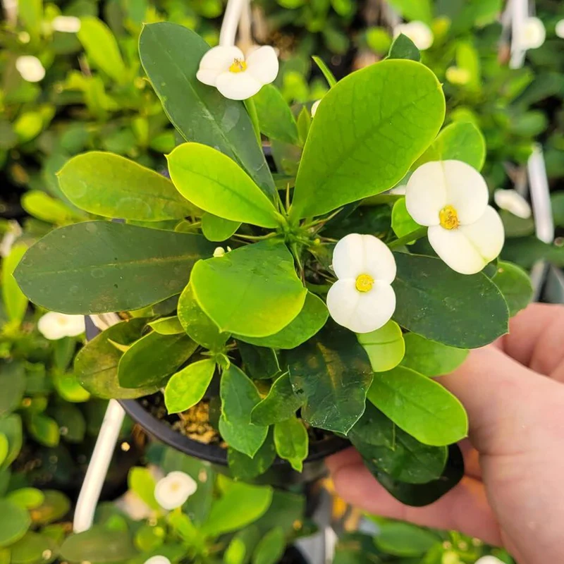 Couronne d'Épines 'Helena'