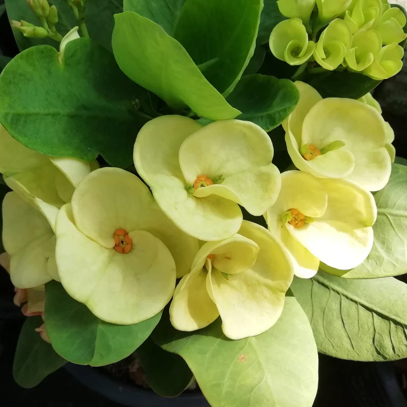 Couronne d'Épines 'Dinni '