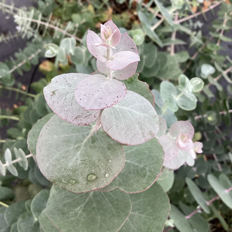 Eucalyptus pulverulenta 'Baby Blue' (Gommier argenté Baby Blue)