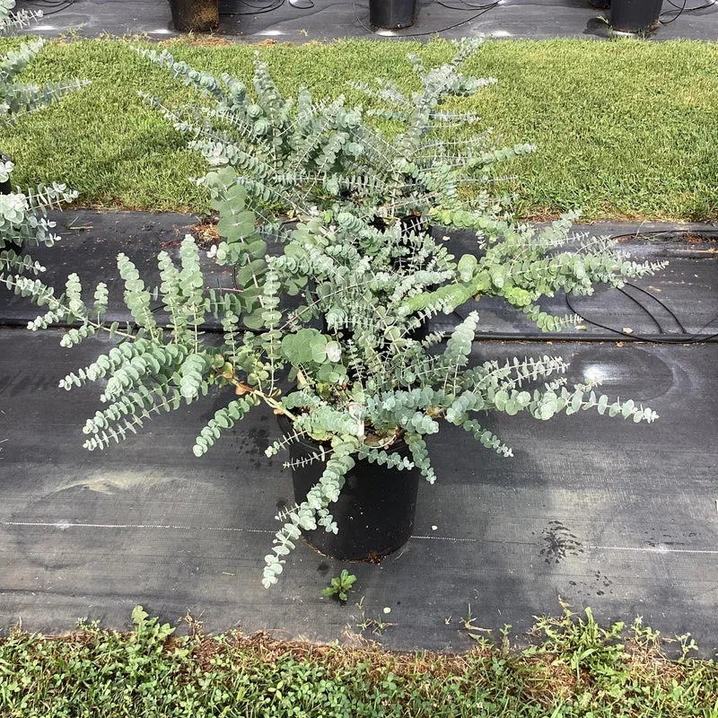 Eucalyptus pulverulenta 'Baby Blue' (Gommier argenté Baby Blue)