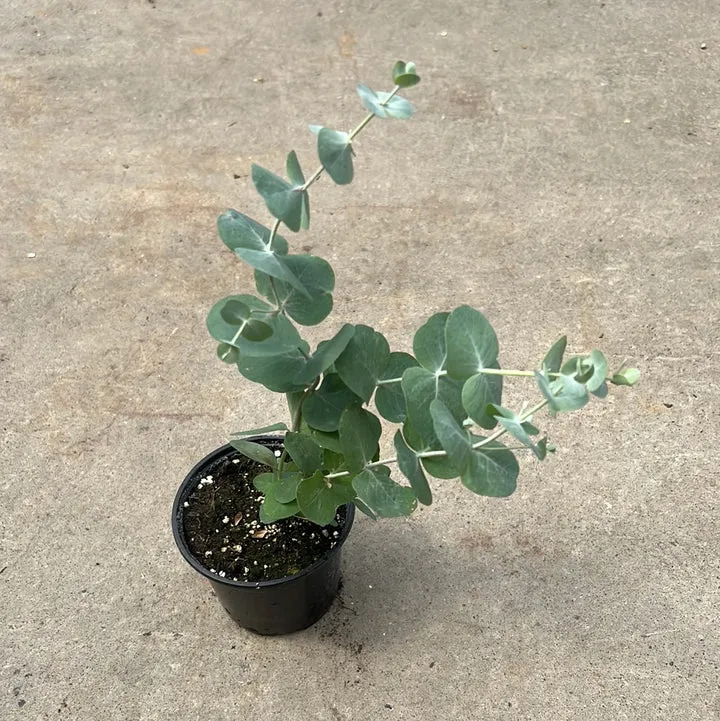 Eucalyptus pulverulenta 'Baby Blue' (Gommier argenté Baby Blue)