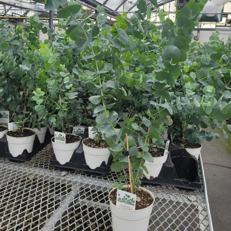 Eucalyptus cinerea 'Silver Dollar' - Gommier 'Silver Dollar'