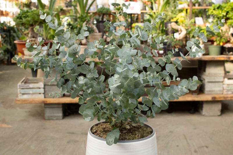 Eucalyptus cinerea 'Silver Dollar' - Gommier 'Silver Dollar'