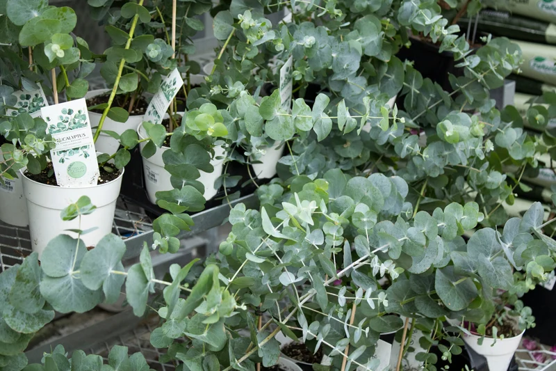 Eucalyptus cinerea 'Silver Dollar' - Gommier 'Silver Dollar'
