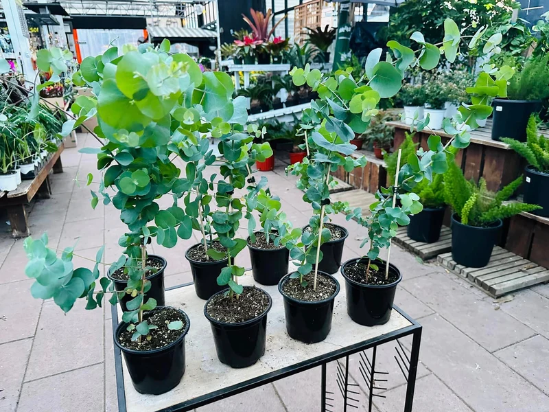 Eucalyptus cinerea 'Silver Dollar' - Gommier 'Silver Dollar'