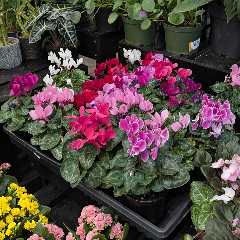Assortiment de Cyclamen